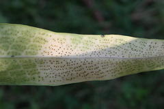 Microsorum punctatum